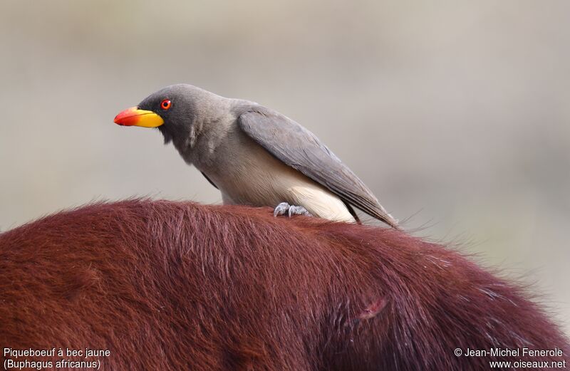 Yellow-billed Oxpecker