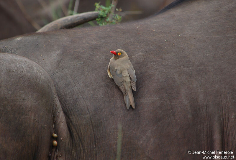 Red-billed Oxpecker