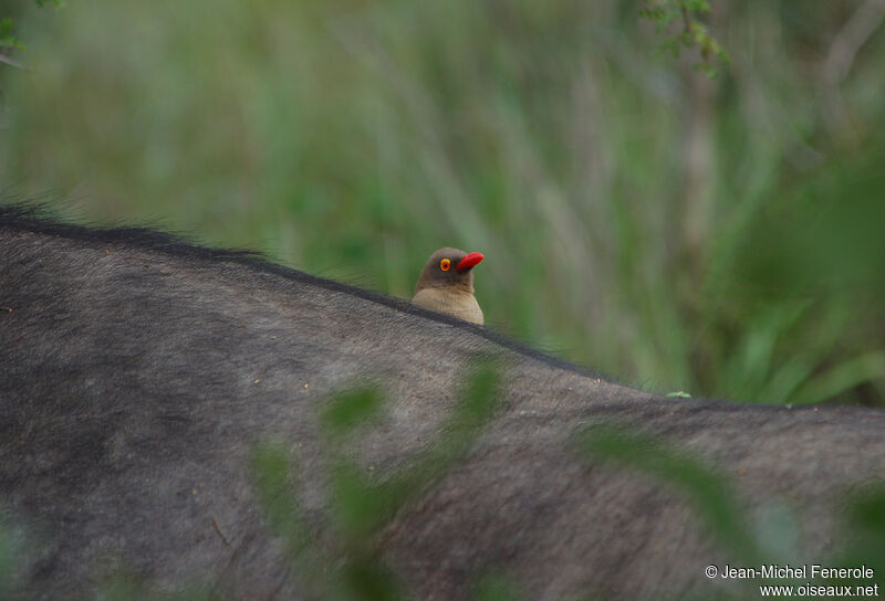 Red-billed Oxpecker