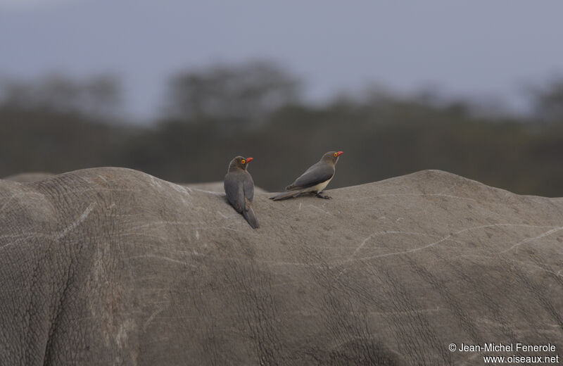 Red-billed Oxpecker