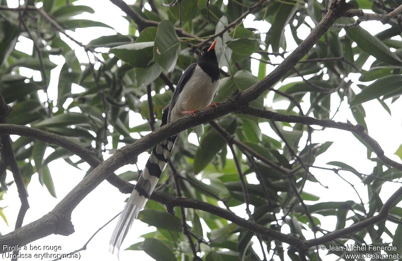 Red-billed Blue Magpie