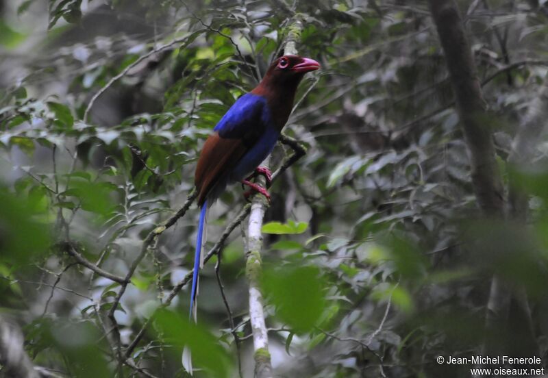 Sri Lanka Blue Magpie