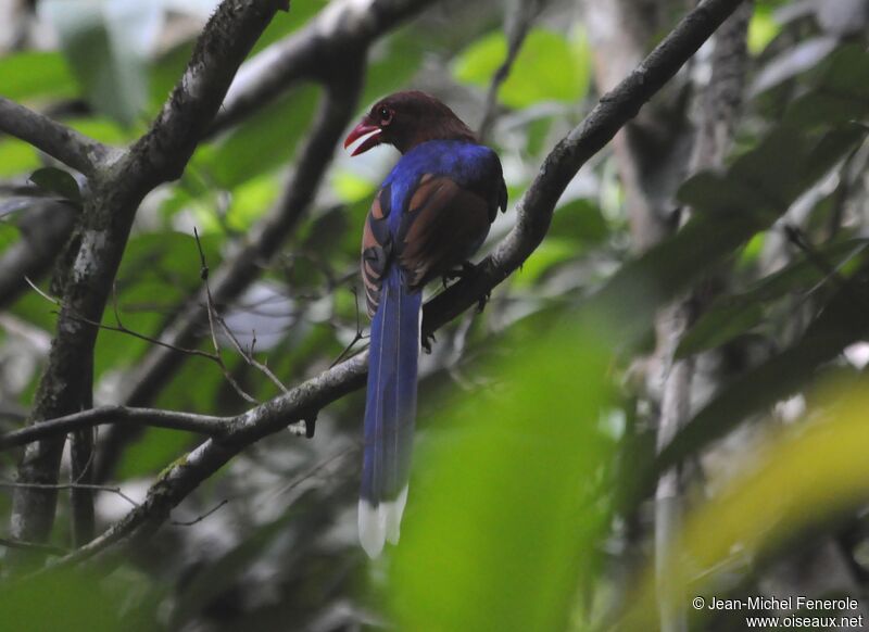 Sri Lanka Blue Magpie