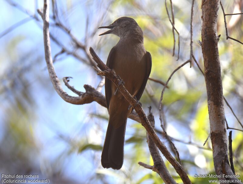 Sandstone Shrikethrush