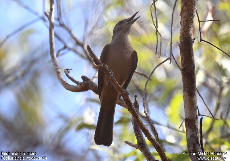 Sandstone Shrikethrush