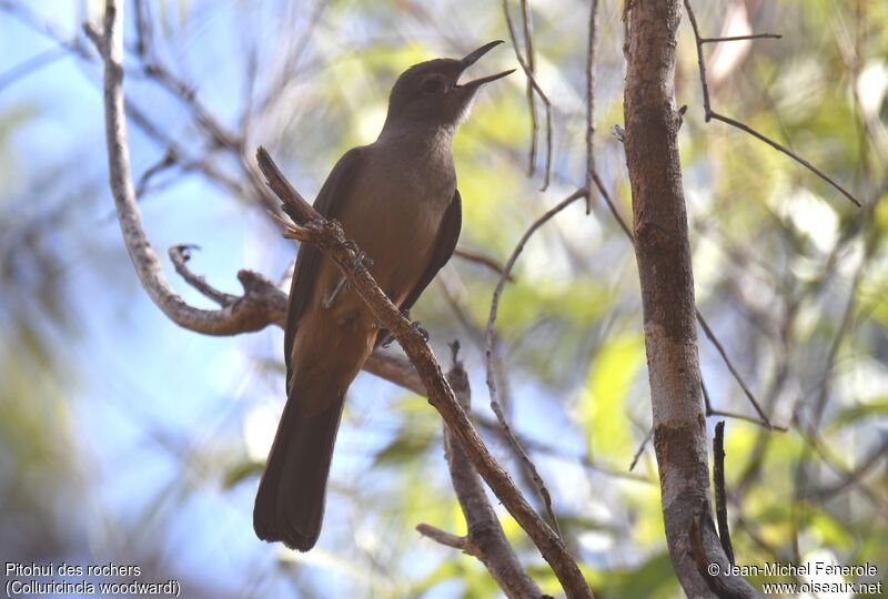 Pitohui des rochers