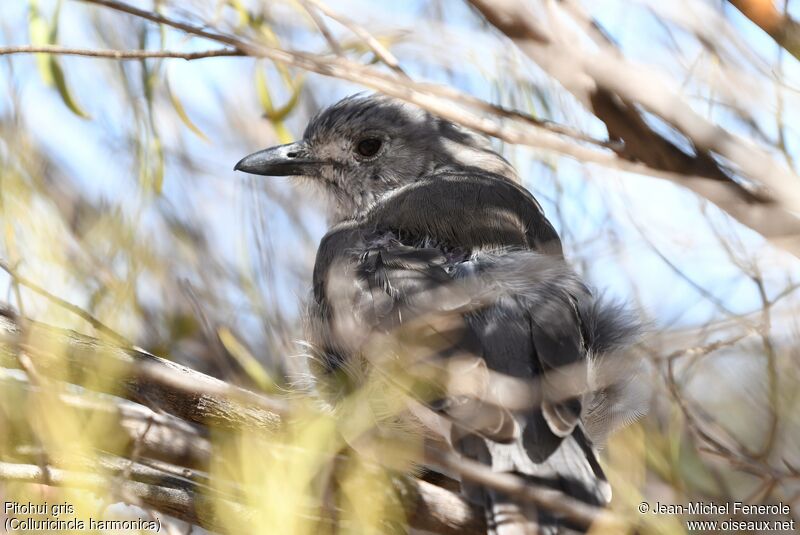 Pitohui gris