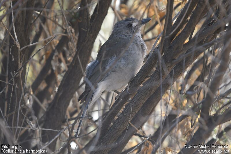 Grey Shrikethrush