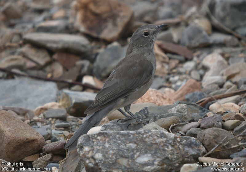 Pitohui gris