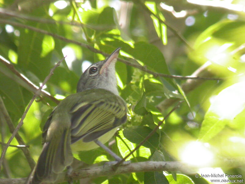 Platyrhynque jaune-olive