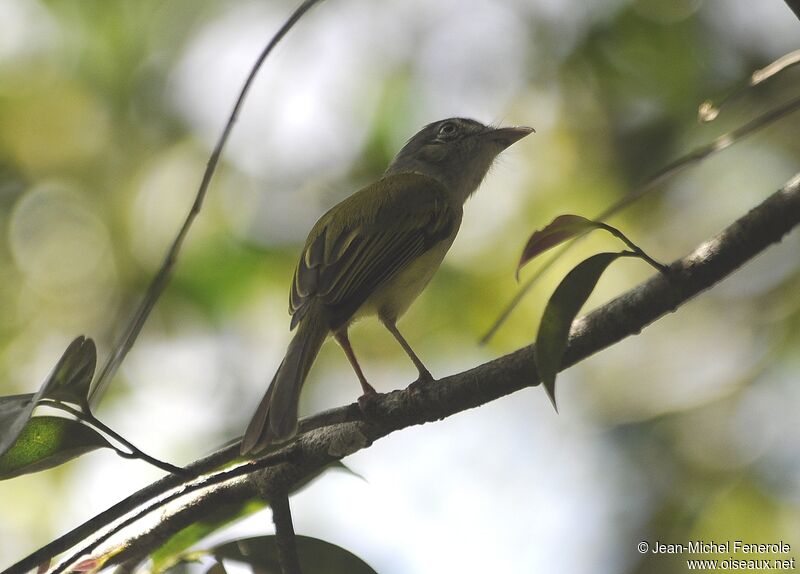 Platyrhynque jaune-olive