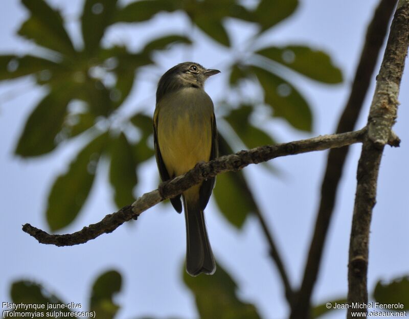 Yellow-olive Flatbill