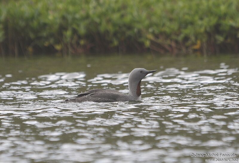 Red-throated Loon