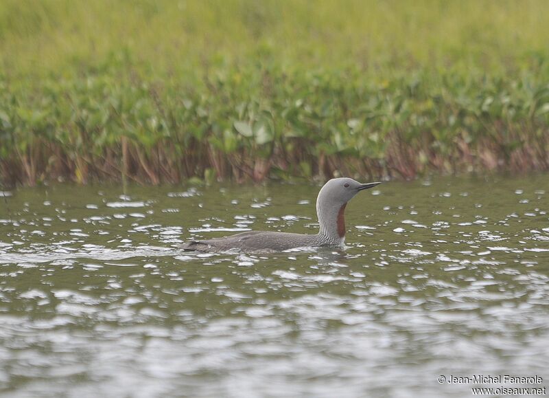 Red-throated Loon