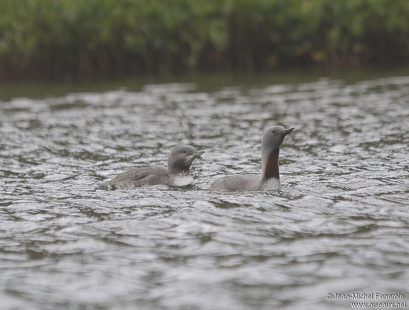 Red-throated Loon