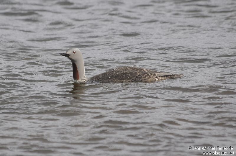 Red-throated Loon