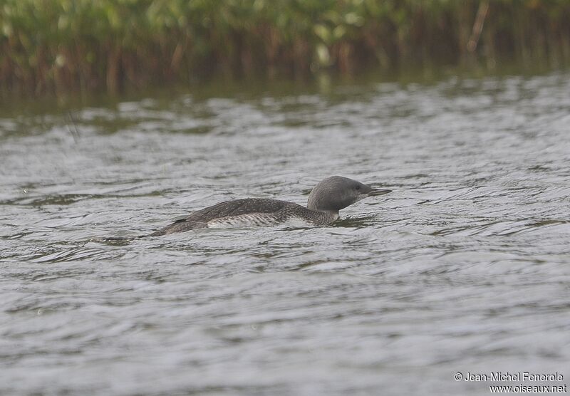 Red-throated Loon