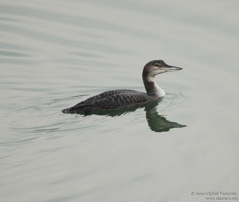 Plongeon imbrin