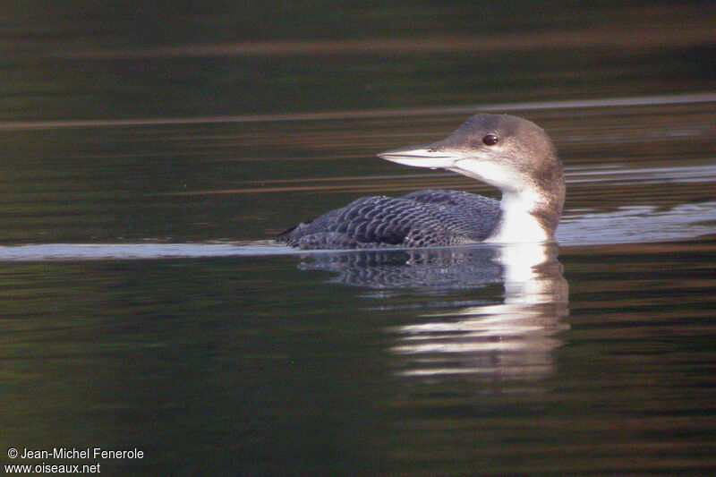 Common Loon