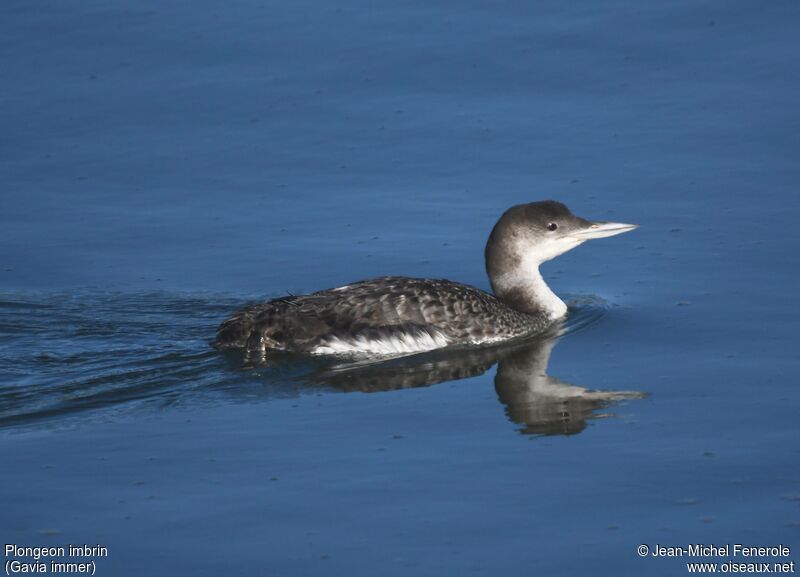 Plongeon imbrin