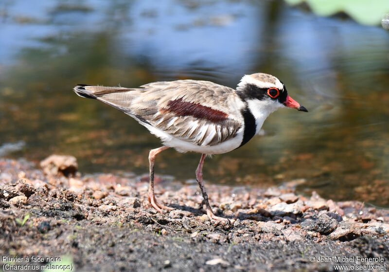 Black-fronted Dotterel