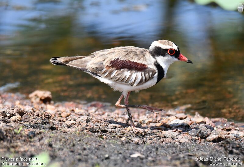 Black-fronted Dotterel