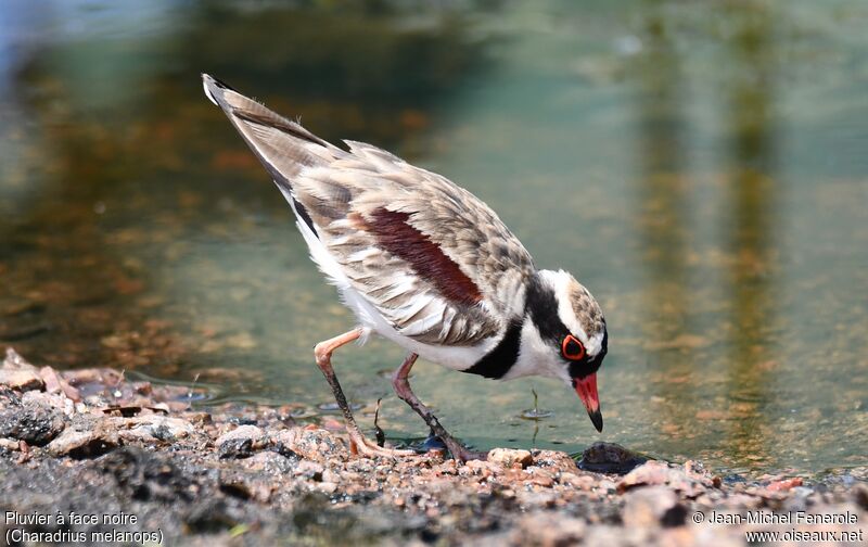 Black-fronted Dotterel