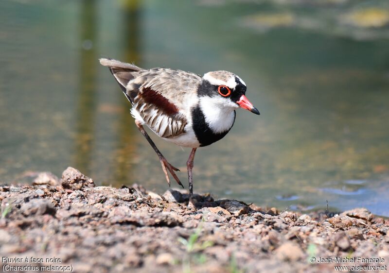 Black-fronted Dotterel