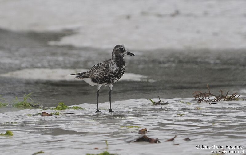 Grey Plover