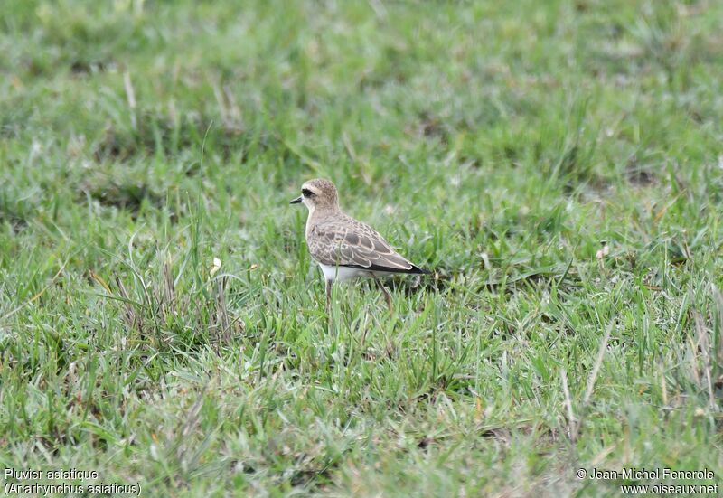 Caspian Plover