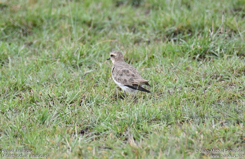 Caspian Plover