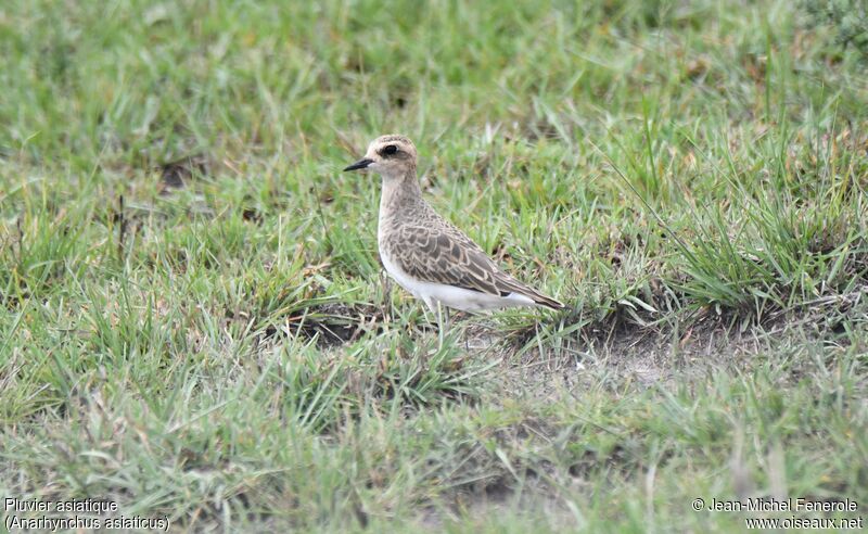 Caspian Plover