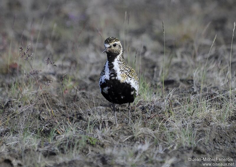 European Golden Plover