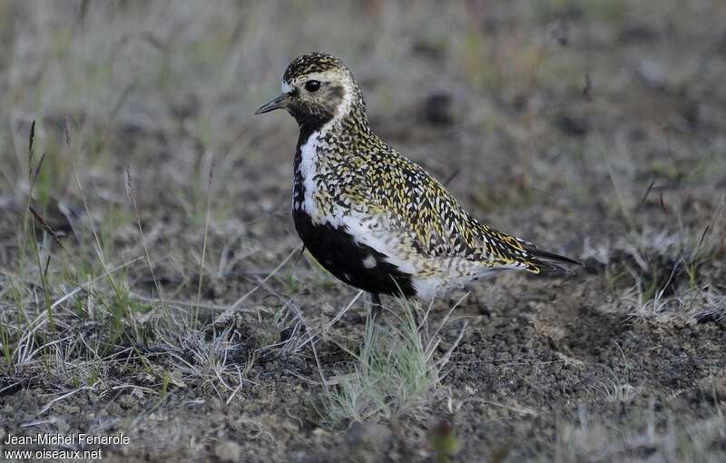 European Golden Ploveradult transition, identification