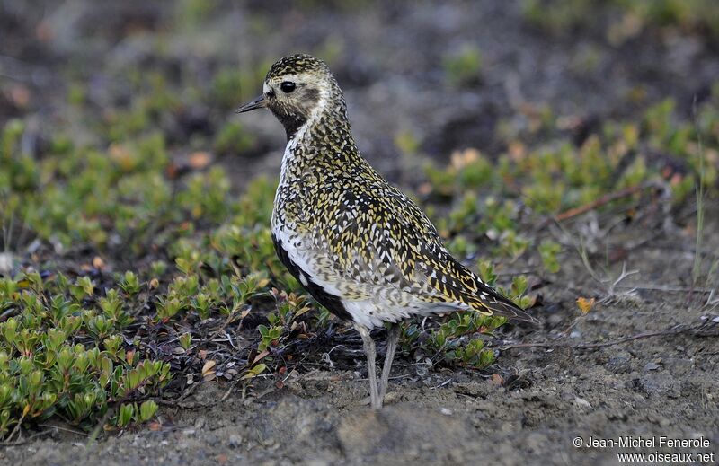 European Golden Plover