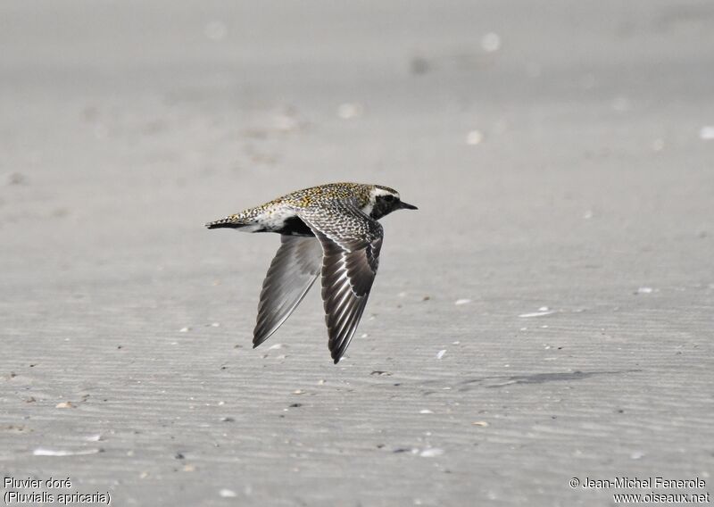 European Golden Plover