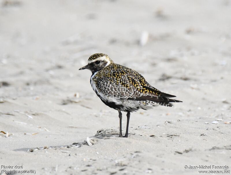 European Golden Plover