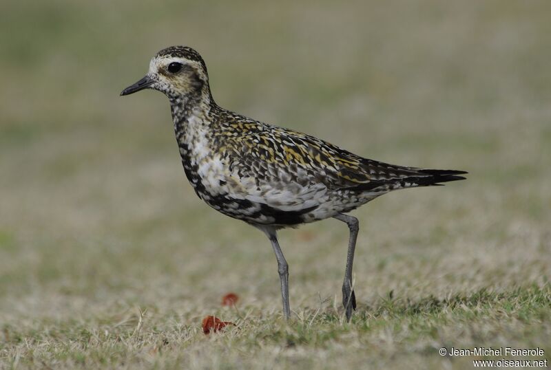 Pacific Golden Plover