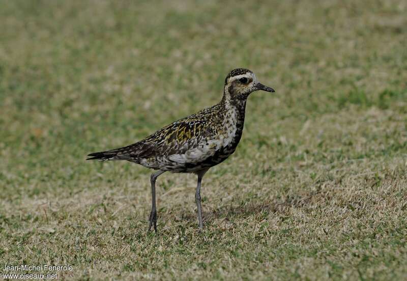 Pacific Golden Ploveradult transition, identification