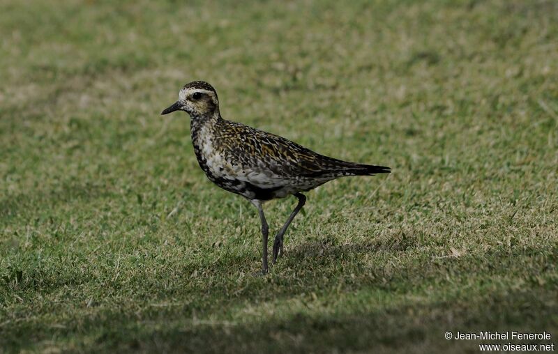 Pacific Golden Plover