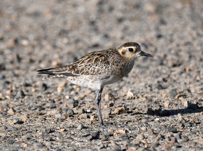 Pacific Golden Plover