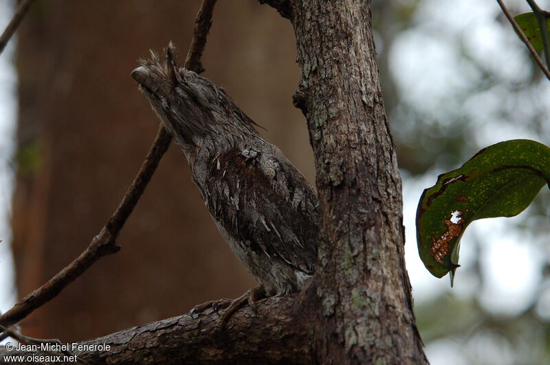 Tawny Frogmouth