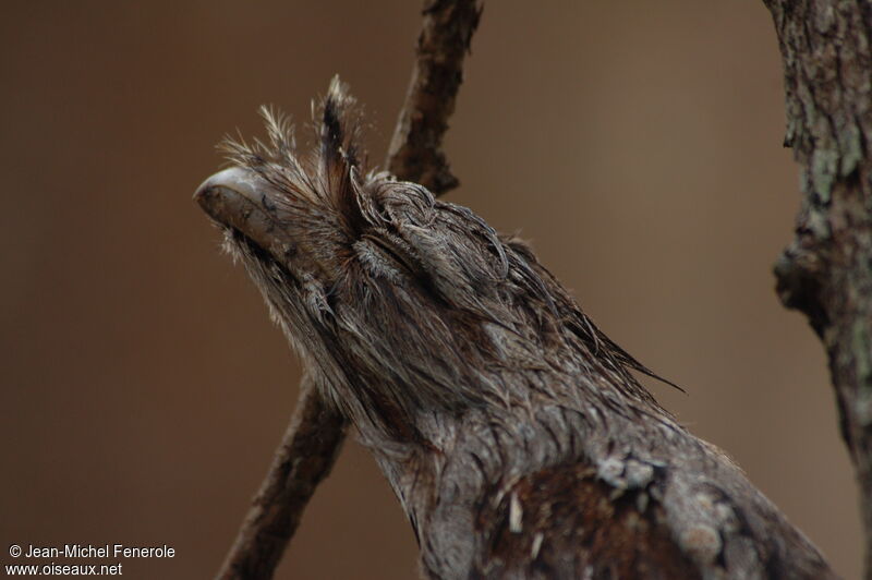 Tawny Frogmouth