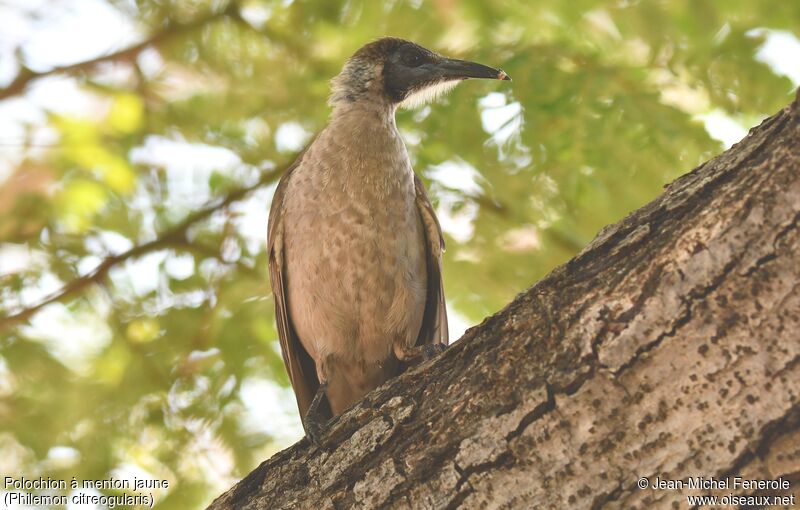 Little Friarbird