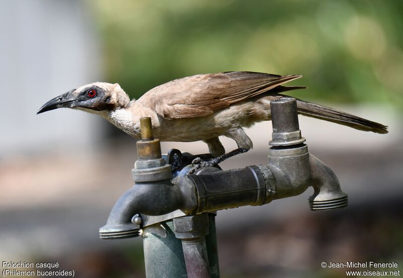 Helmeted Friarbird