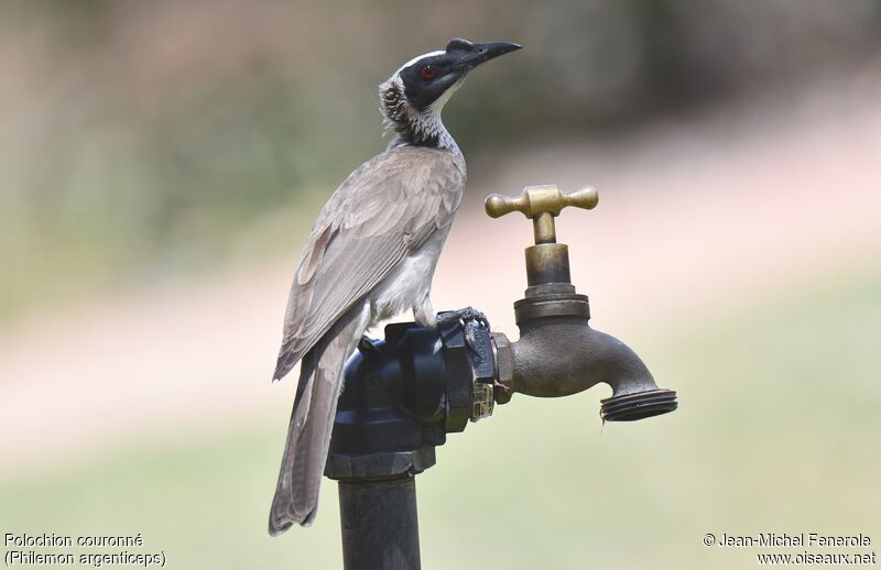 Silver-crowned Friarbird