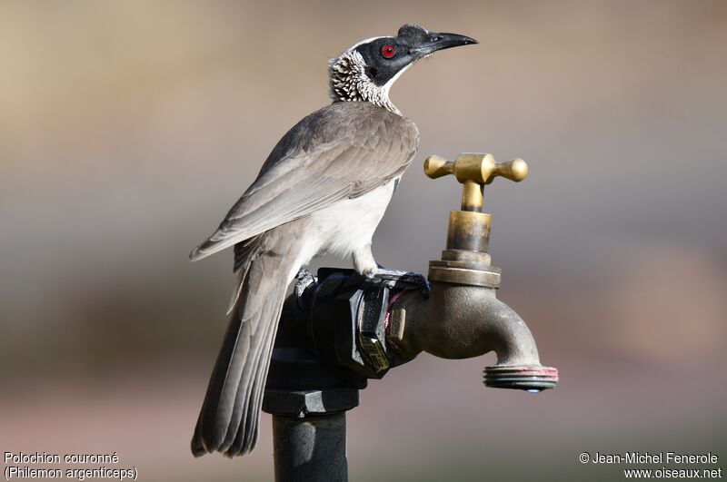 Silver-crowned Friarbird