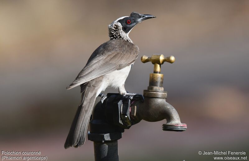 Silver-crowned Friarbird