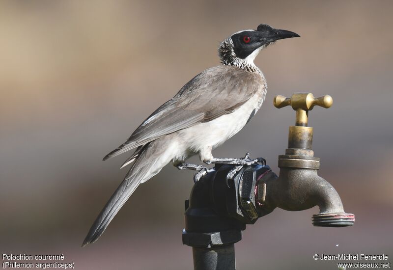 Silver-crowned Friarbird