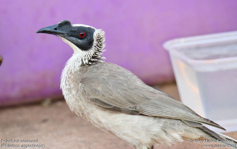 Silver-crowned Friarbird